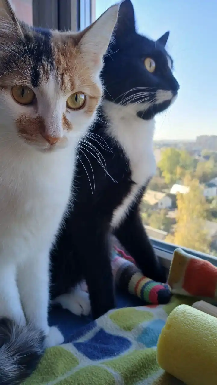 Пристройство двух домашних котиков брата и сестры - Кошки (Животные) в Щербинка