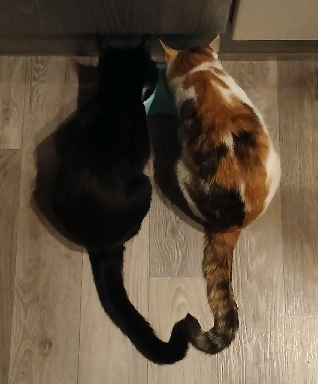 Пристройство двух домашних котиков брата и сестры - Кошки (Животные) в Щербинка