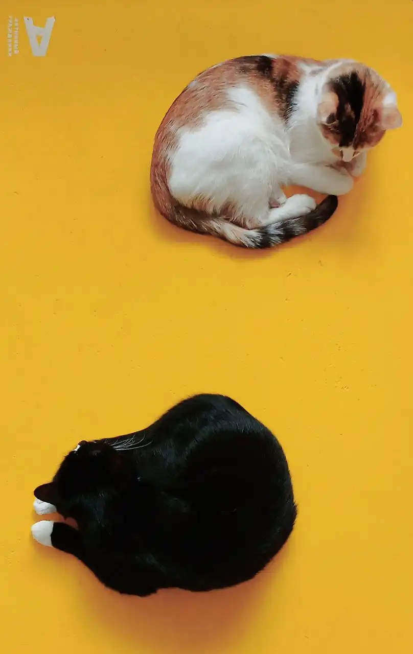 Пристройство двух домашних котиков брата и сестры - Кошки (Животные) в Щербинка