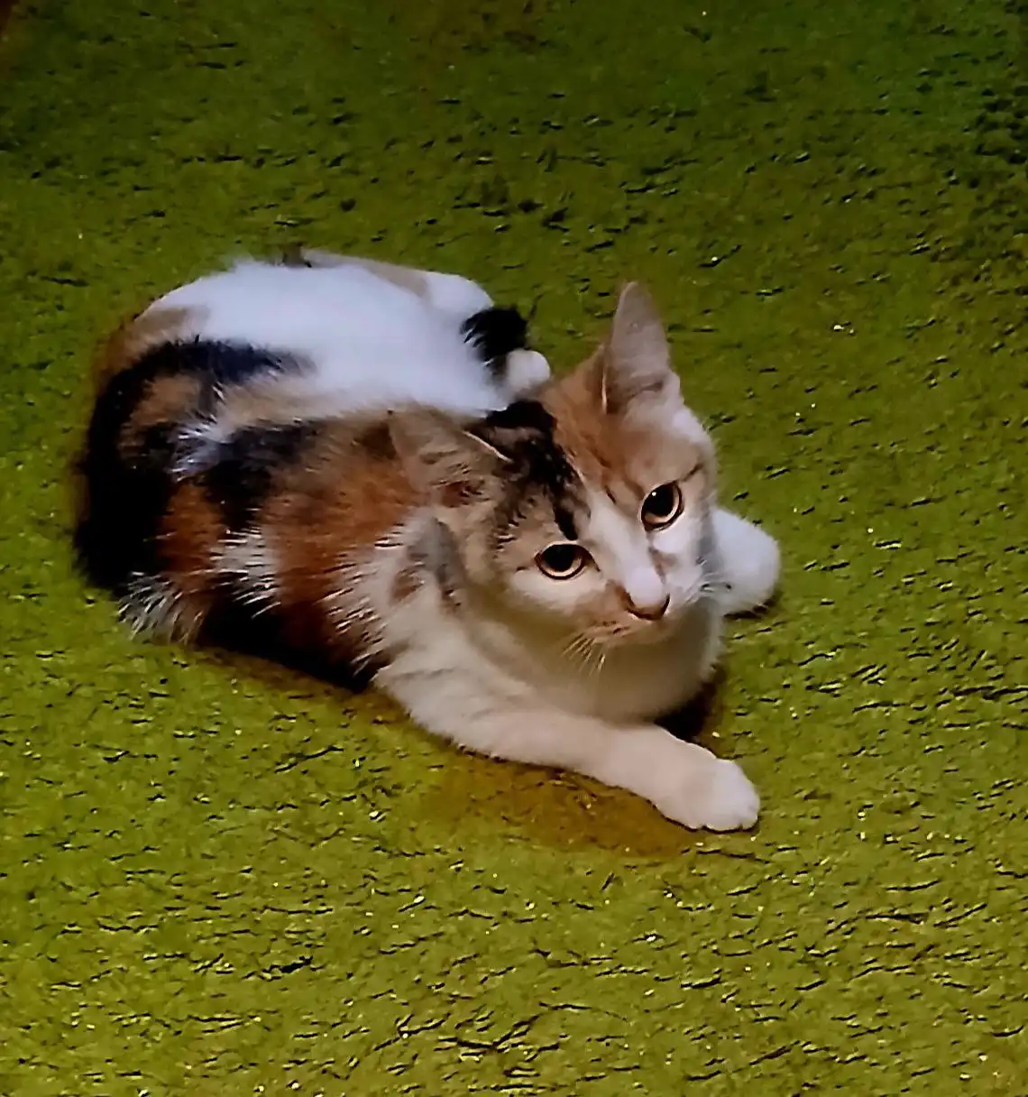 Пристройство двух домашних котиков брата и сестры - Кошки (Животные) в Щербинка