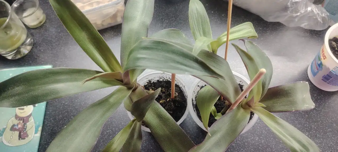 Продажа растений Рео - Растения (Хобби и отдых) в Бутово