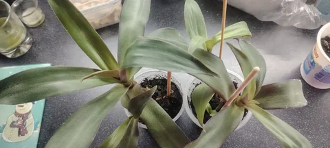 Продажа растений Рео - Коллекционирование в Бутово