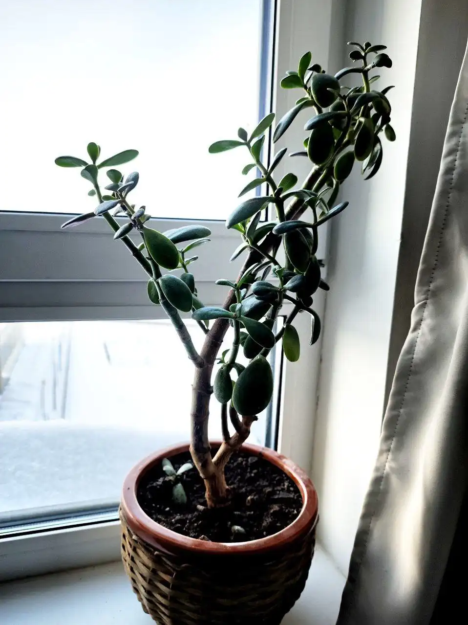 Денежное дерево с толстым стволом - Растения (Хобби и отдых) в Подольск