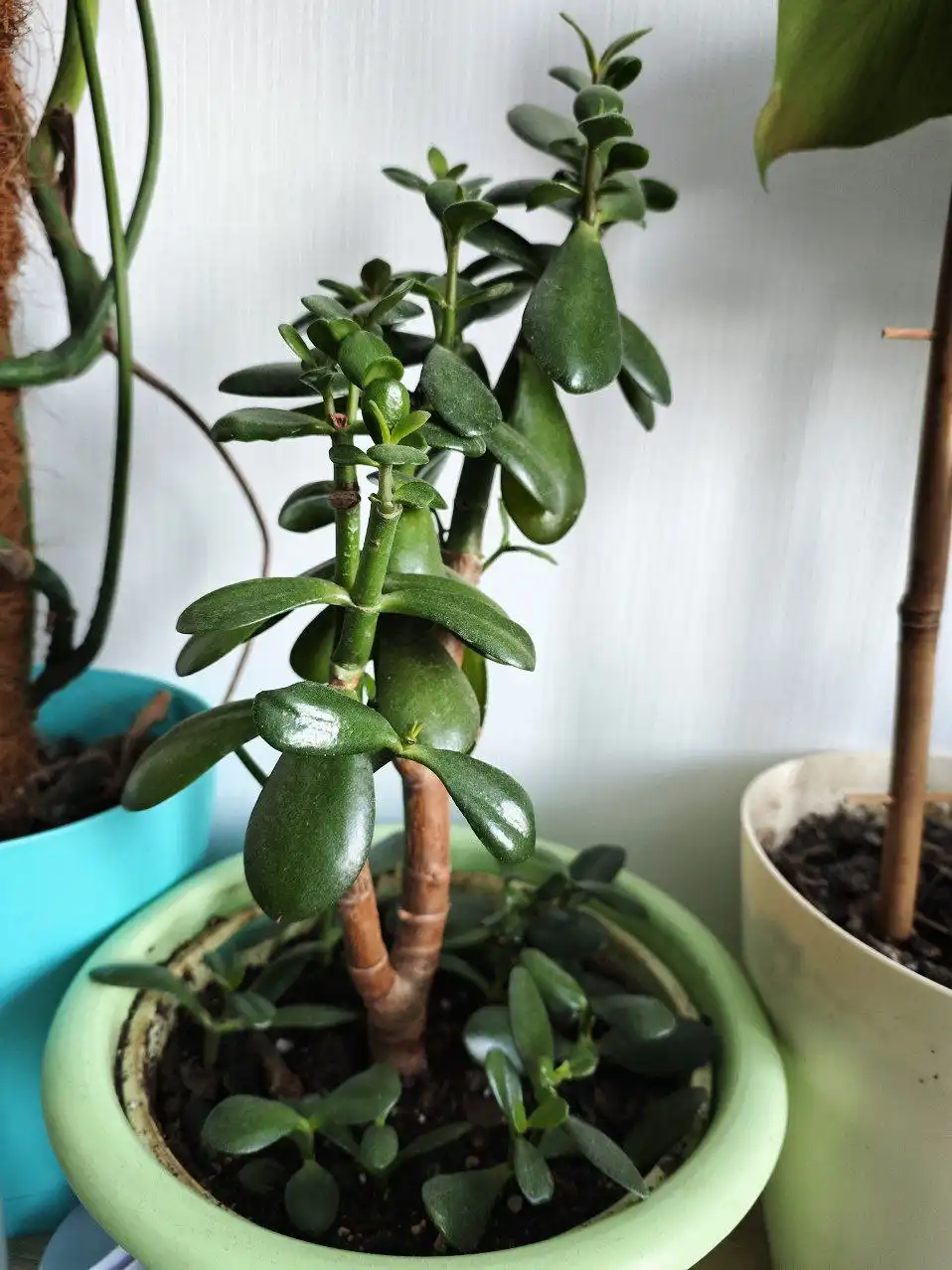 Денежное дерево с толстым стволом - Растения (Хобби и отдых) в Подольск