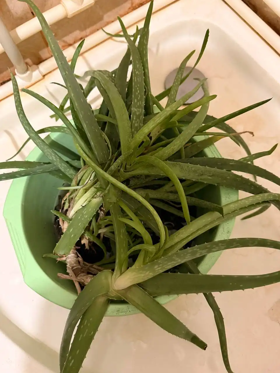 Отдам ростки алоэ бесплатно - Растения (Барахолка) в Подольск