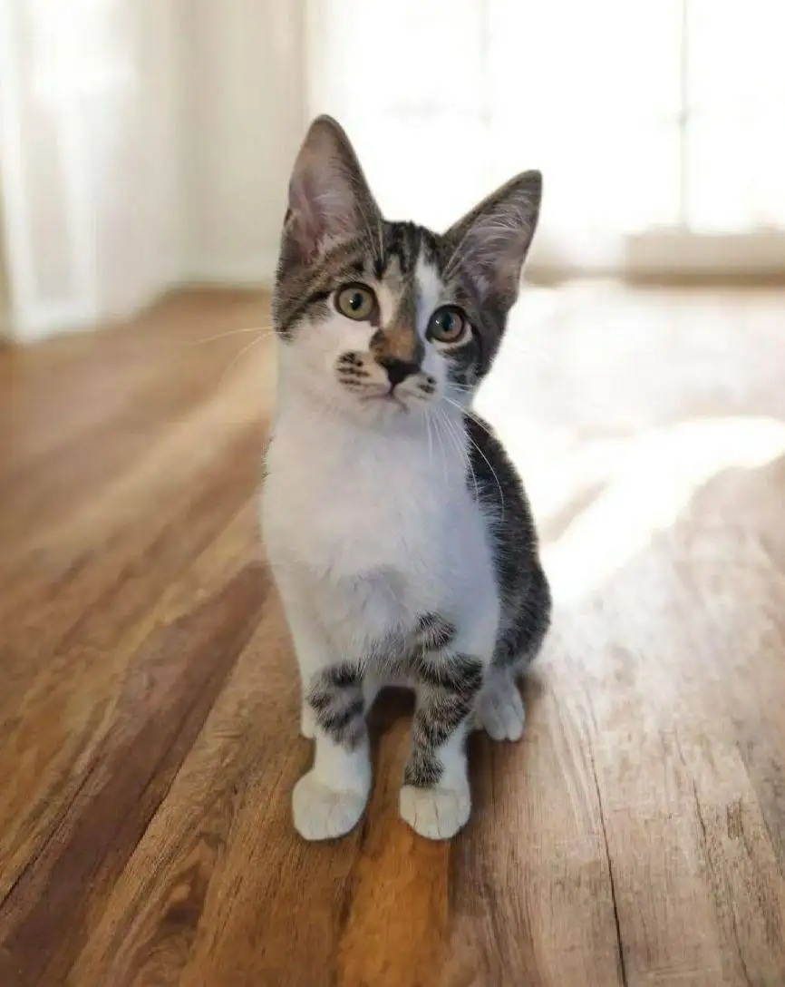 Котенок ищет дом - Кошки/Котята (Животные) в Бутово