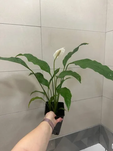Спатифиллум высотой более 40 см - Хобби и отдых в Подольск
