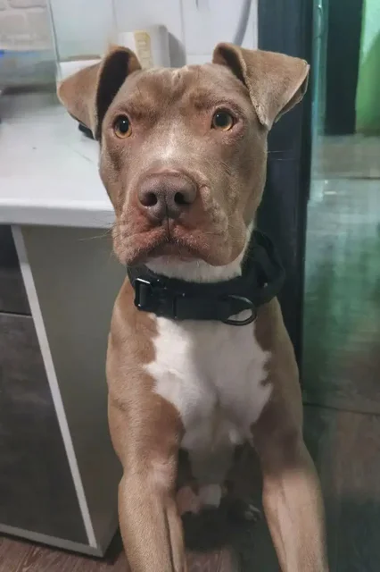 Питбультерьер Ромазотти в добрые руки - Животные в Москва