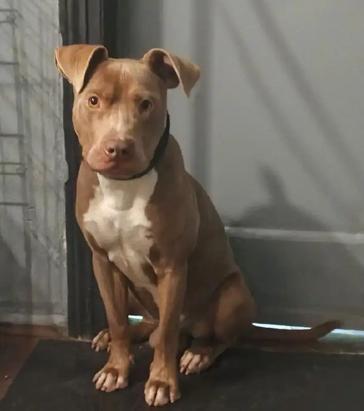 Питбультерьер Ромазотти в добрые руки - Собаки (Животные) в Москва