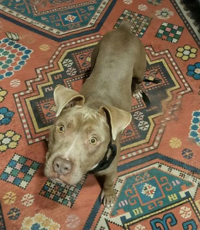 Питбультерьер Ромазотти в добрые руки - Собаки (Животные) в Москва