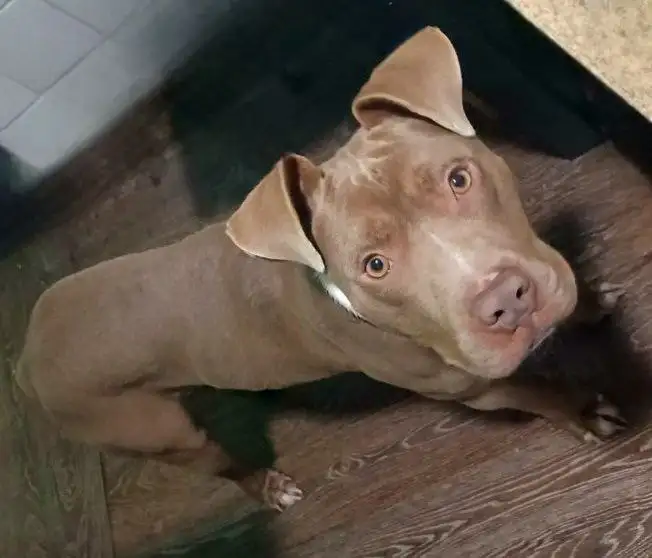 Питбультерьер Ромазотти в добрые руки - Собаки (Животные) в Москва