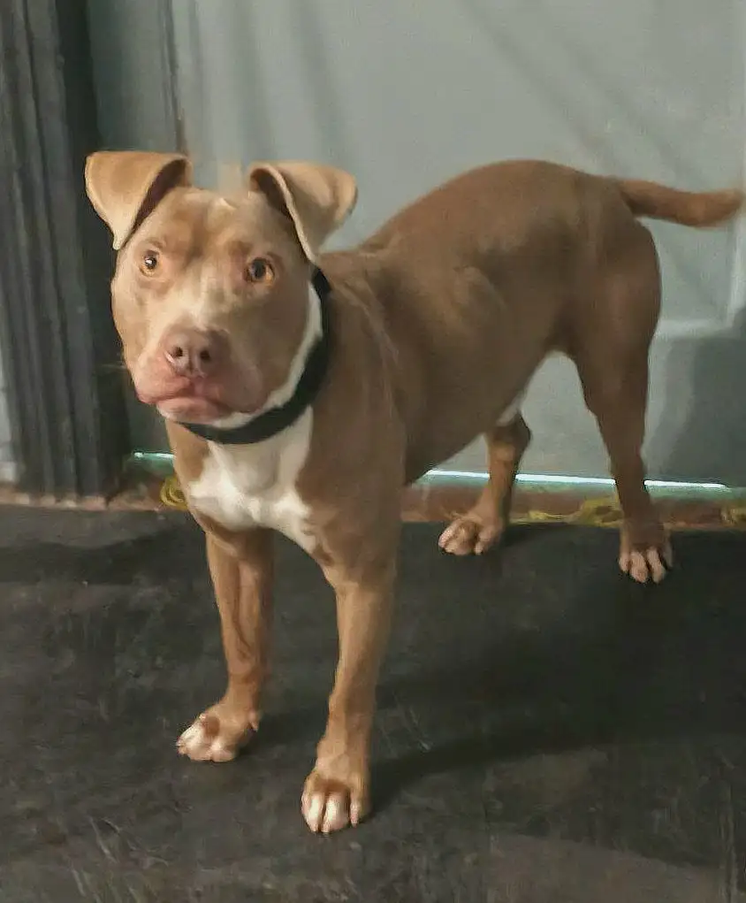 Питбультерьер Ромазотти в добрые руки - Собаки (Животные) в Москва