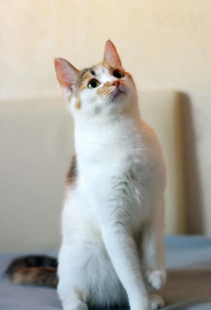 Котята от приюченной кошки в Щербинке - Кошки (Животные) в Щербинка