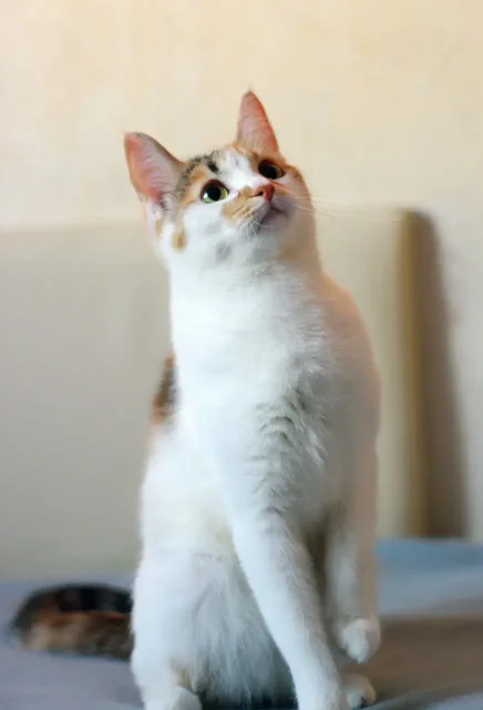 Котята от приюченной кошки в Щербинке - Корм для животных в Щербинка