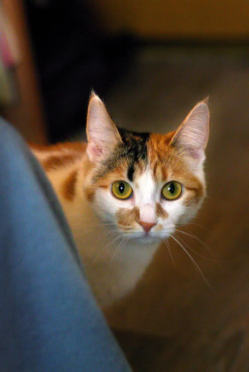 Котята от приюченной кошки в Щербинке - Кошки (Животные) в Щербинка