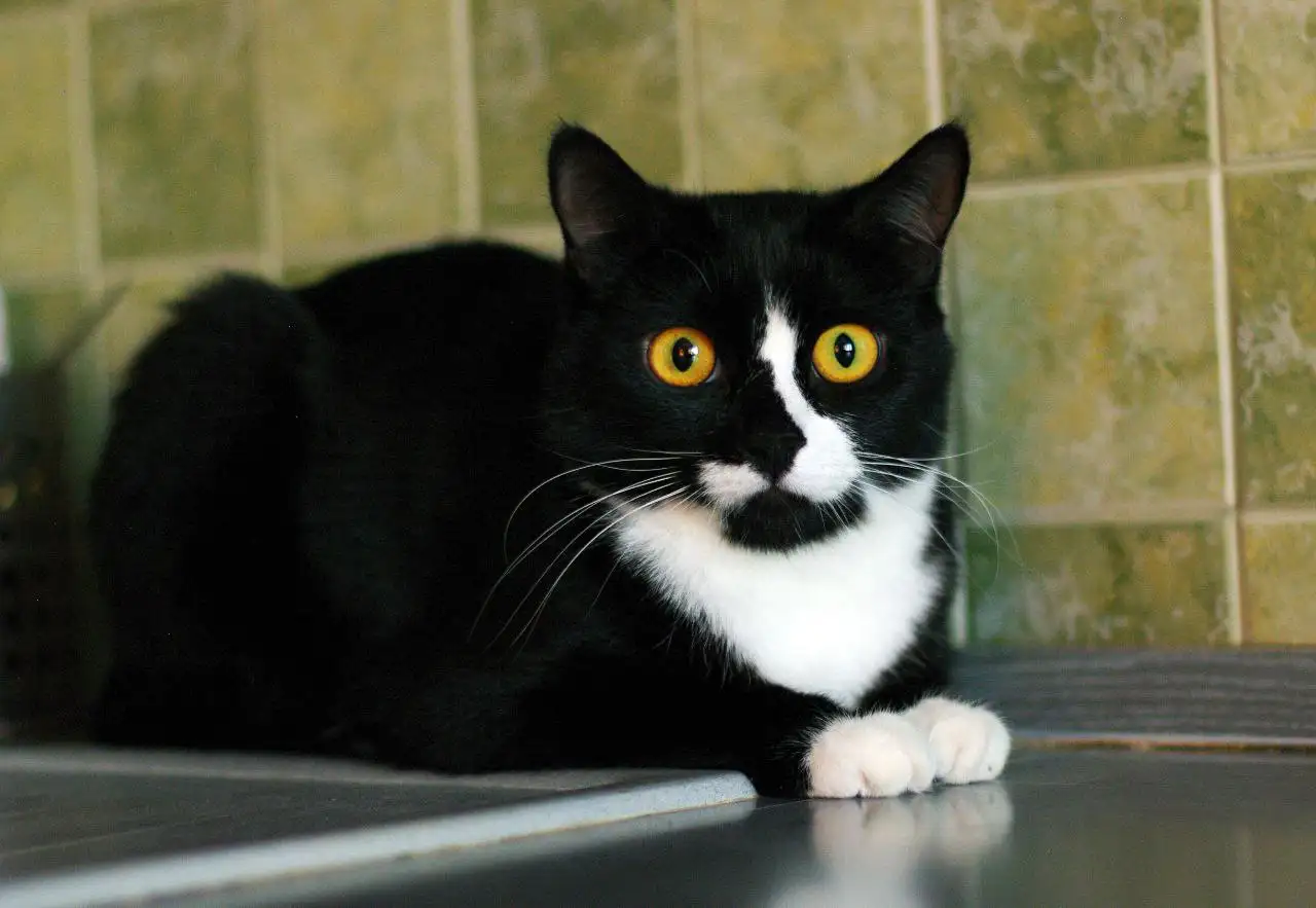 Котята от приюченной кошки в Щербинке - Кошки (Животные) в Щербинка