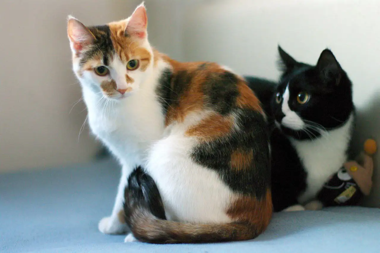 Котята от приюченной кошки в Щербинке - Кошки (Животные) в Щербинка