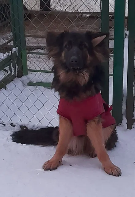 Овчарка с документами ищет хозяина - частное объявление в Бутово
