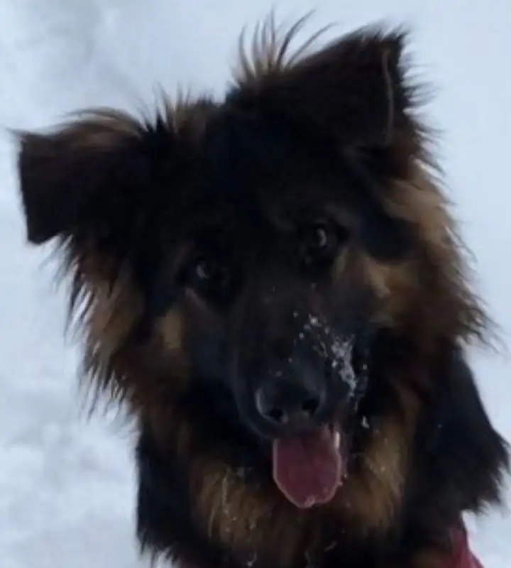 Овчарка с документами ищет хозяина - Собаки (Животные) в Бутово