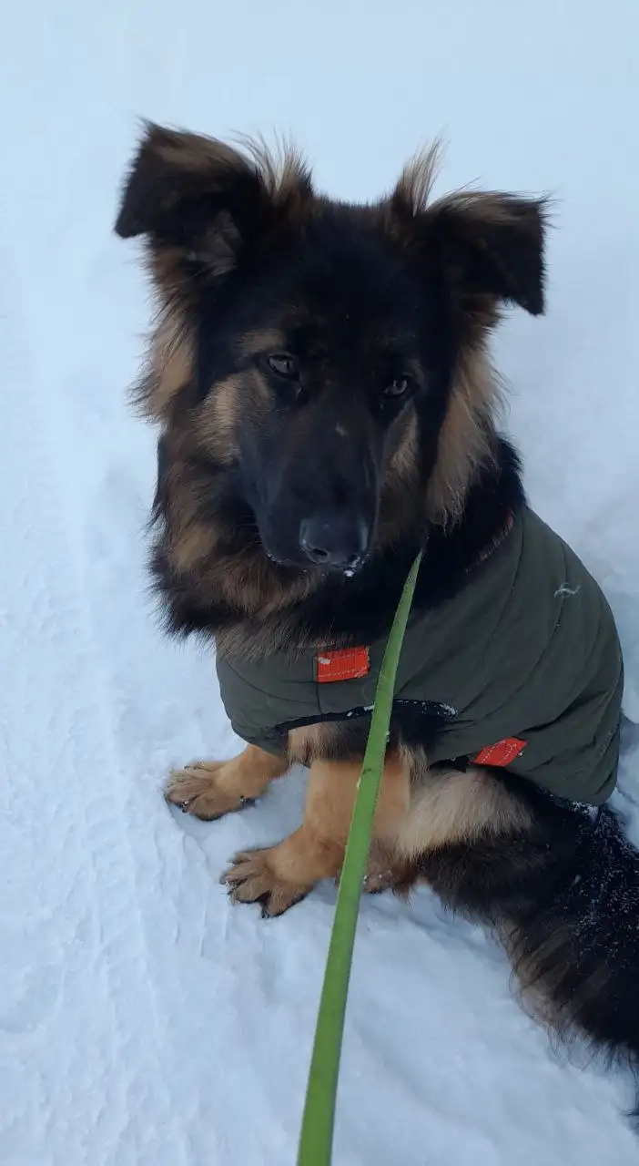 Овчарка с документами ищет хозяина - Собаки (Животные) в Бутово