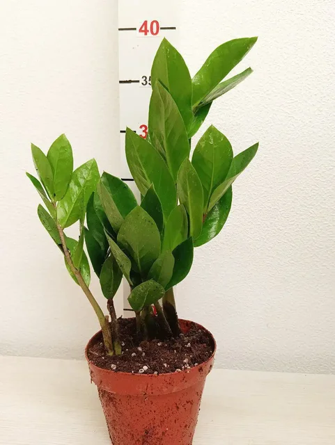 Продажа замиокулькаса замиофолия разных размеров - Творчество и рукоделие в Бутово