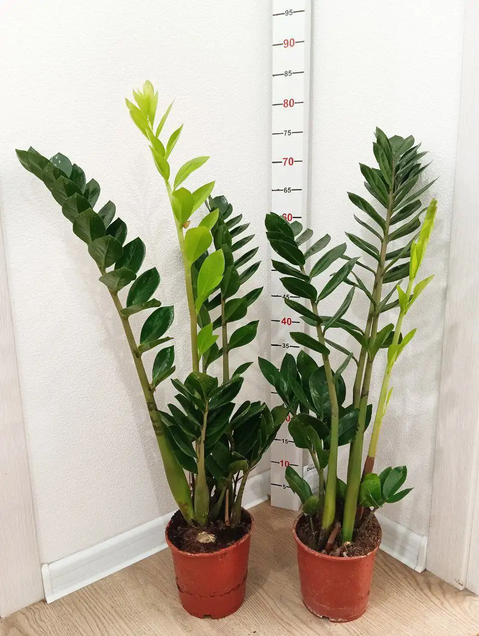 Продажа замиокулькаса замиофолия разных размеров - Растения (Хобби и отдых) в Бутово