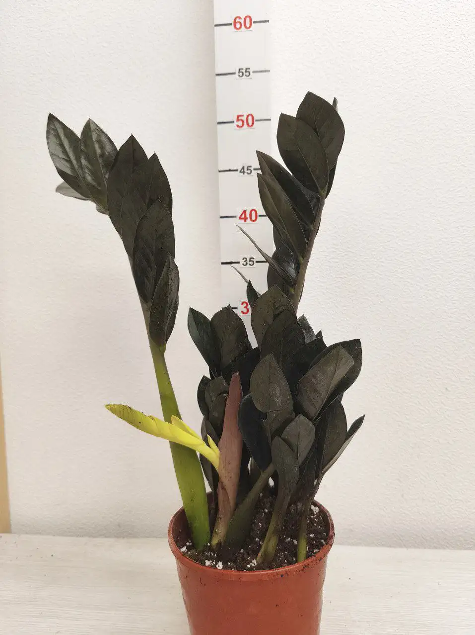 Продажа замиокулькаса замиофолия разных размеров - Растения (Хобби и отдых) в Бутово