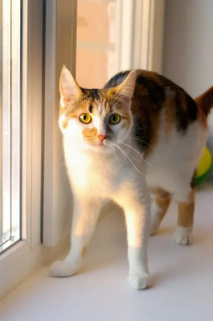 Кошка Чапа ищет новых хозяев - Собаки в Подольск