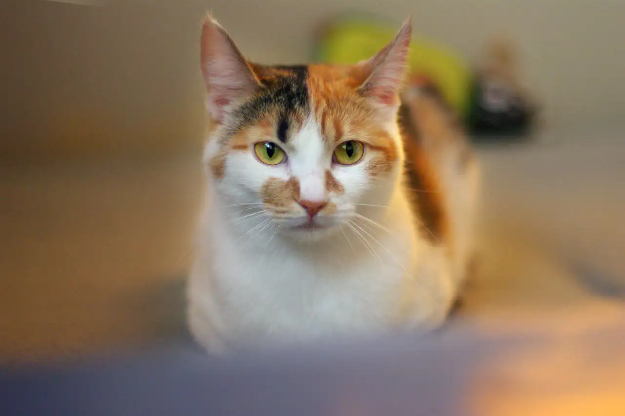 Кошка Чапа ищет новых хозяев - Кошки (Животные) в Подольск