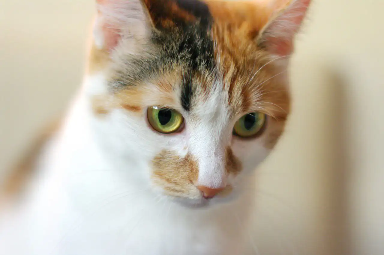 Кошка Чапа ищет новых хозяев - Кошки (Животные) в Подольск