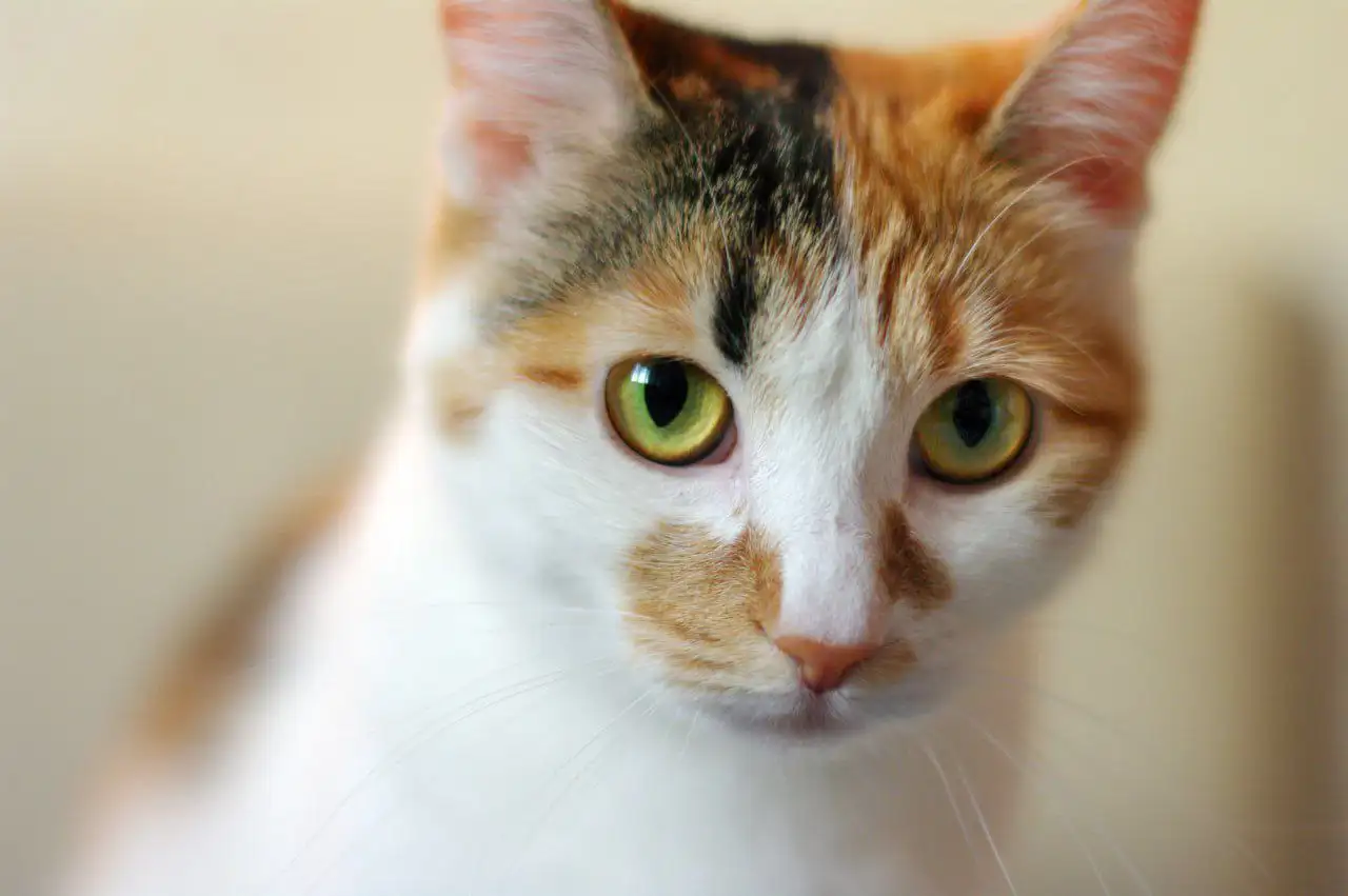 Кошка Чапа ищет новых хозяев - Кошки (Животные) в Подольск