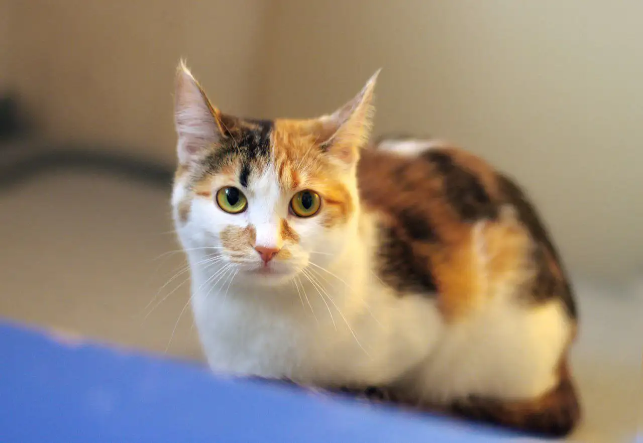 Кошка Чапа ищет новых хозяев - Кошки (Животные) в Подольск