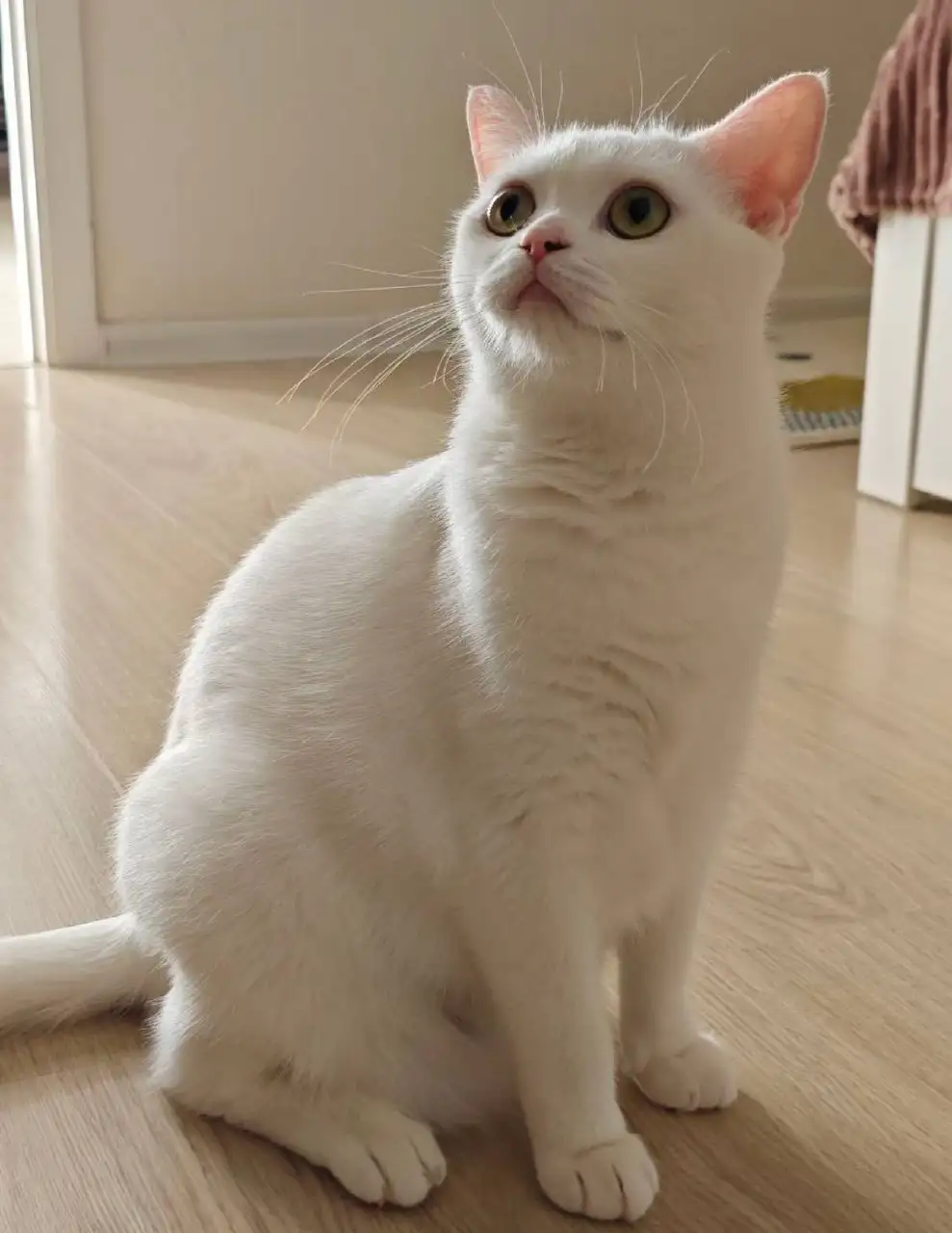 Отдам в добрые руки кошку Симбу - Кошки (Животные) в Москва