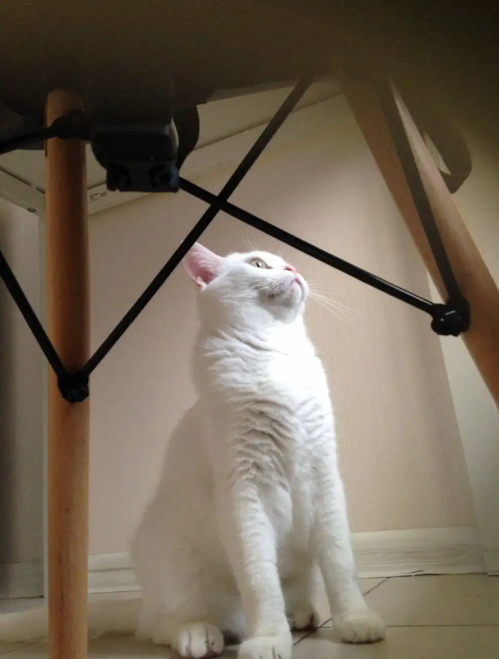 Отдам в добрые руки кошку Симбу - Кошки (Животные) в Москва