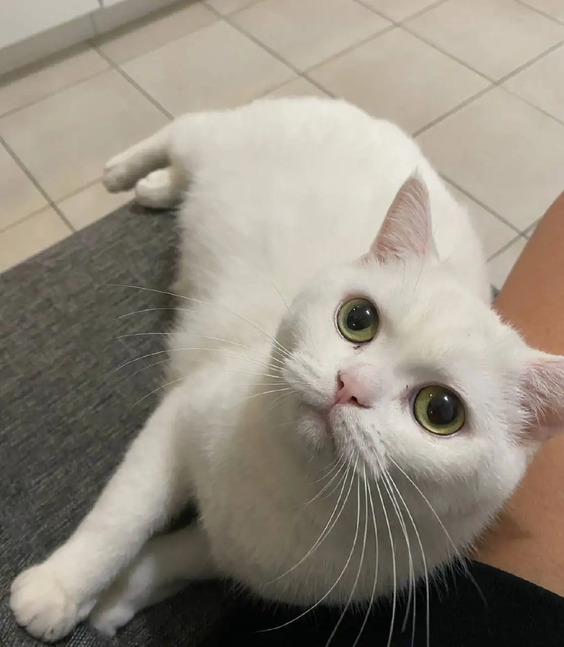 Отдам в добрые руки кошку Симбу - Кошки (Животные) в Москва