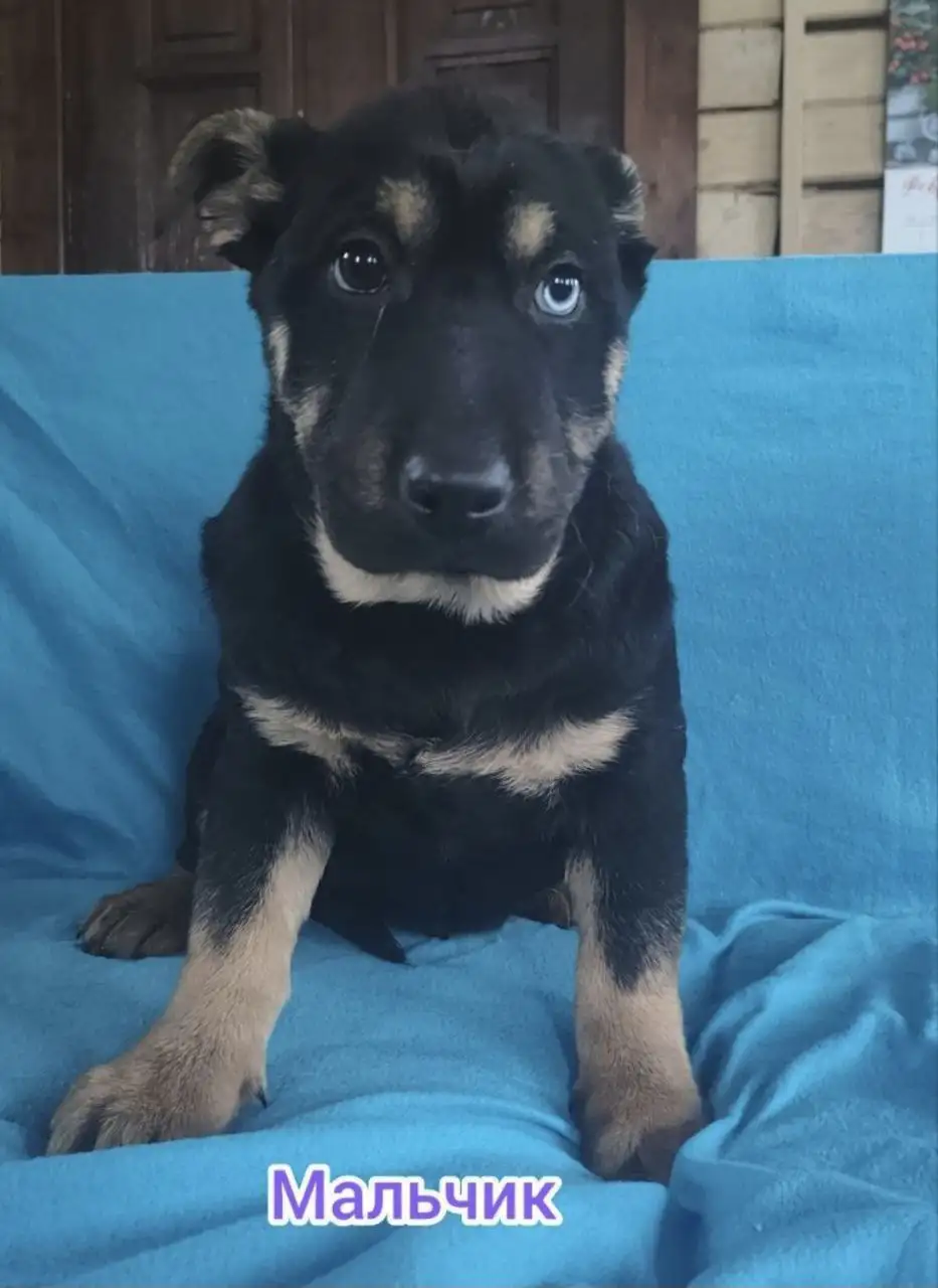 Щенки в добрые руки - Собаки (Животные) в Подольск