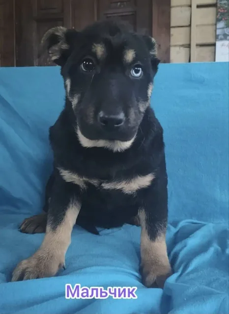 Щенки в добрые руки - частное объявление в Подольск