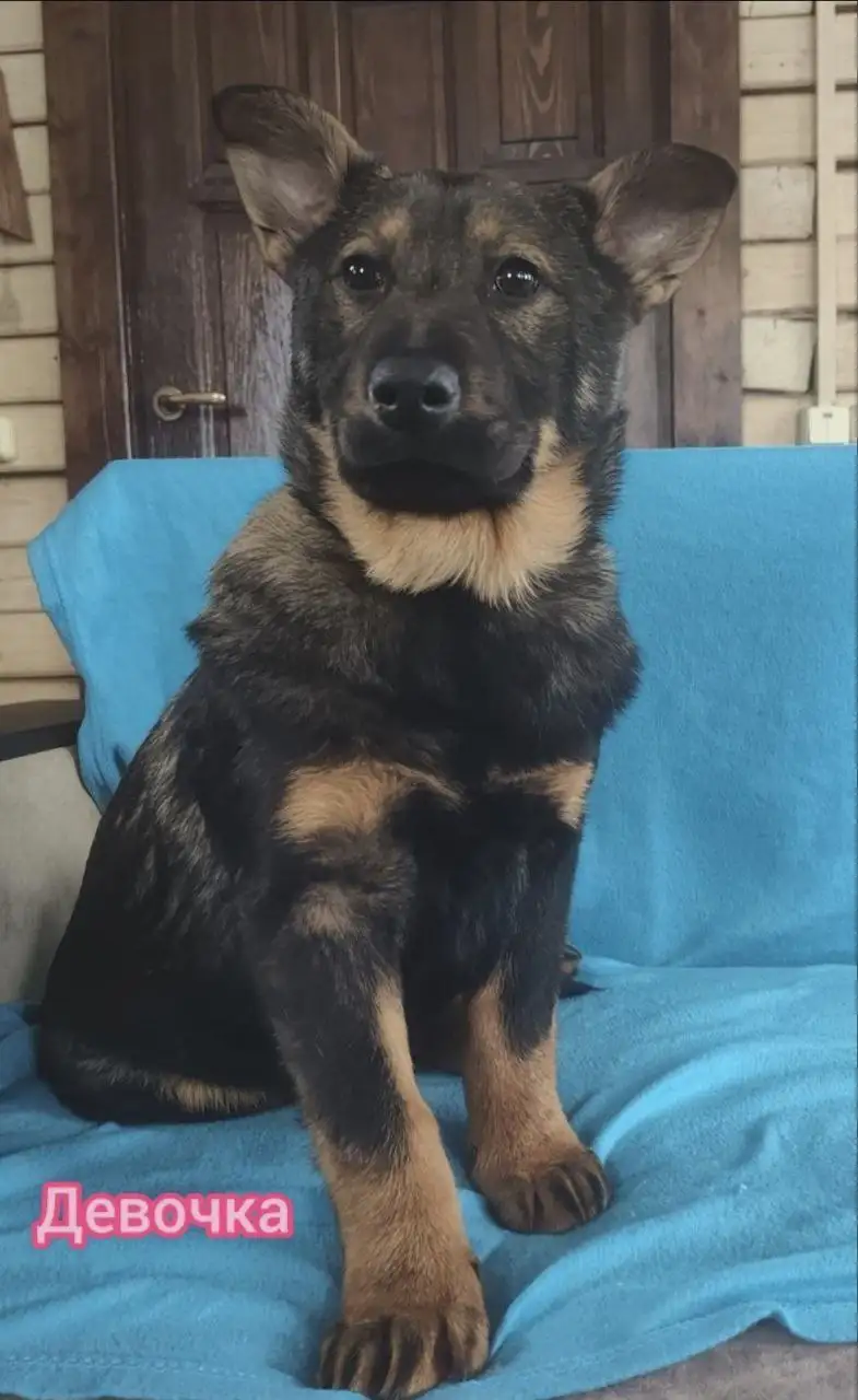 Щенки в добрые руки - Собаки (Животные) в Подольск