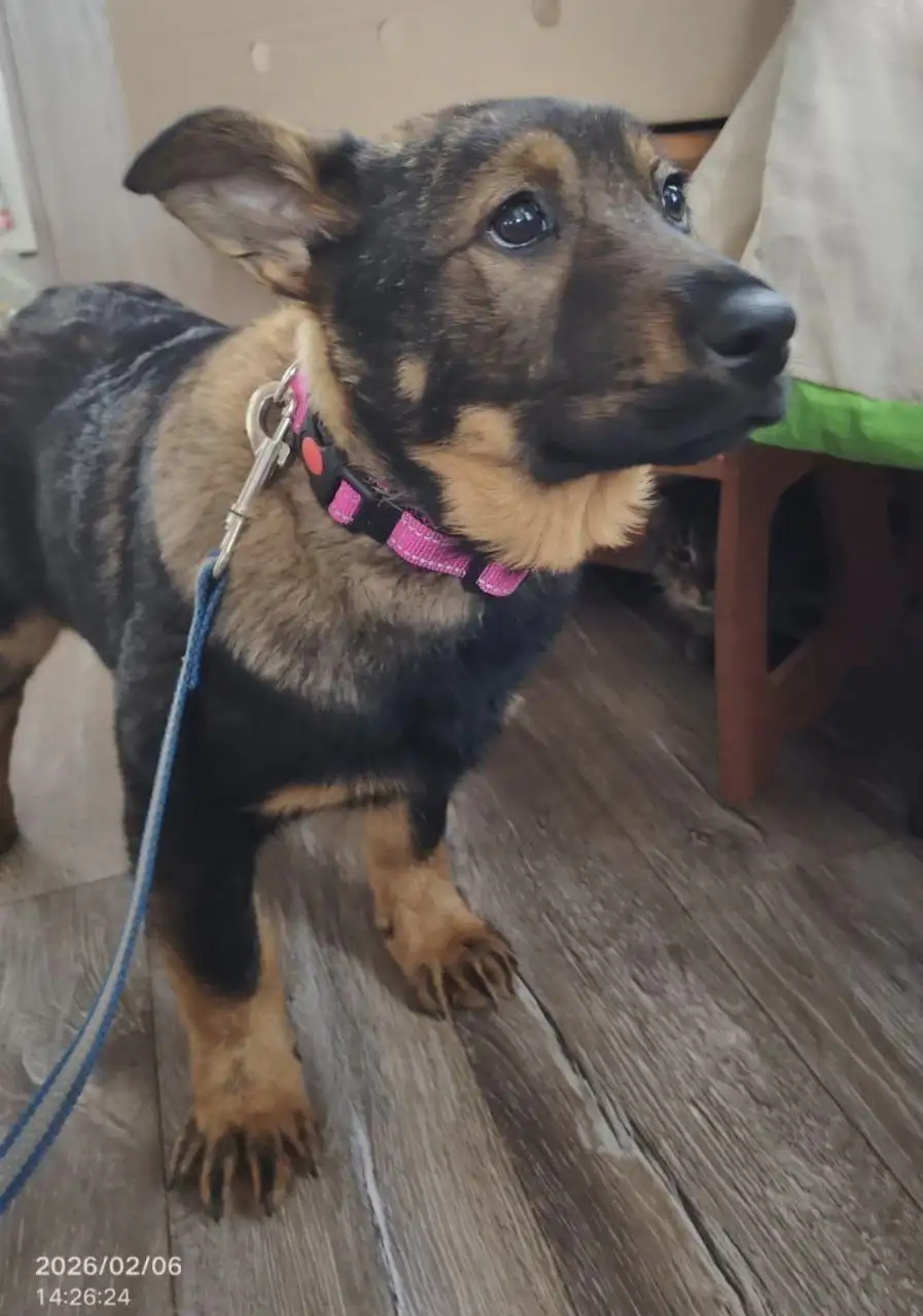 Щенки в добрые руки - Собаки (Животные) в Подольск