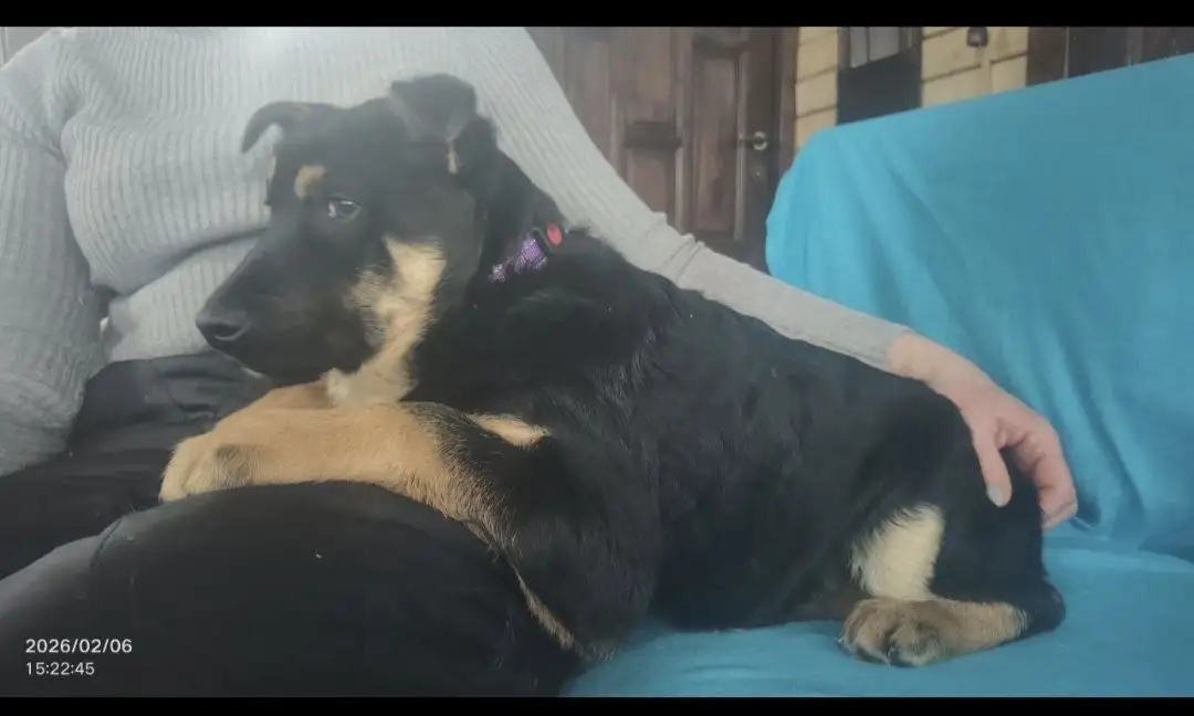 Щенки в добрые руки - Собаки (Животные) в Подольск