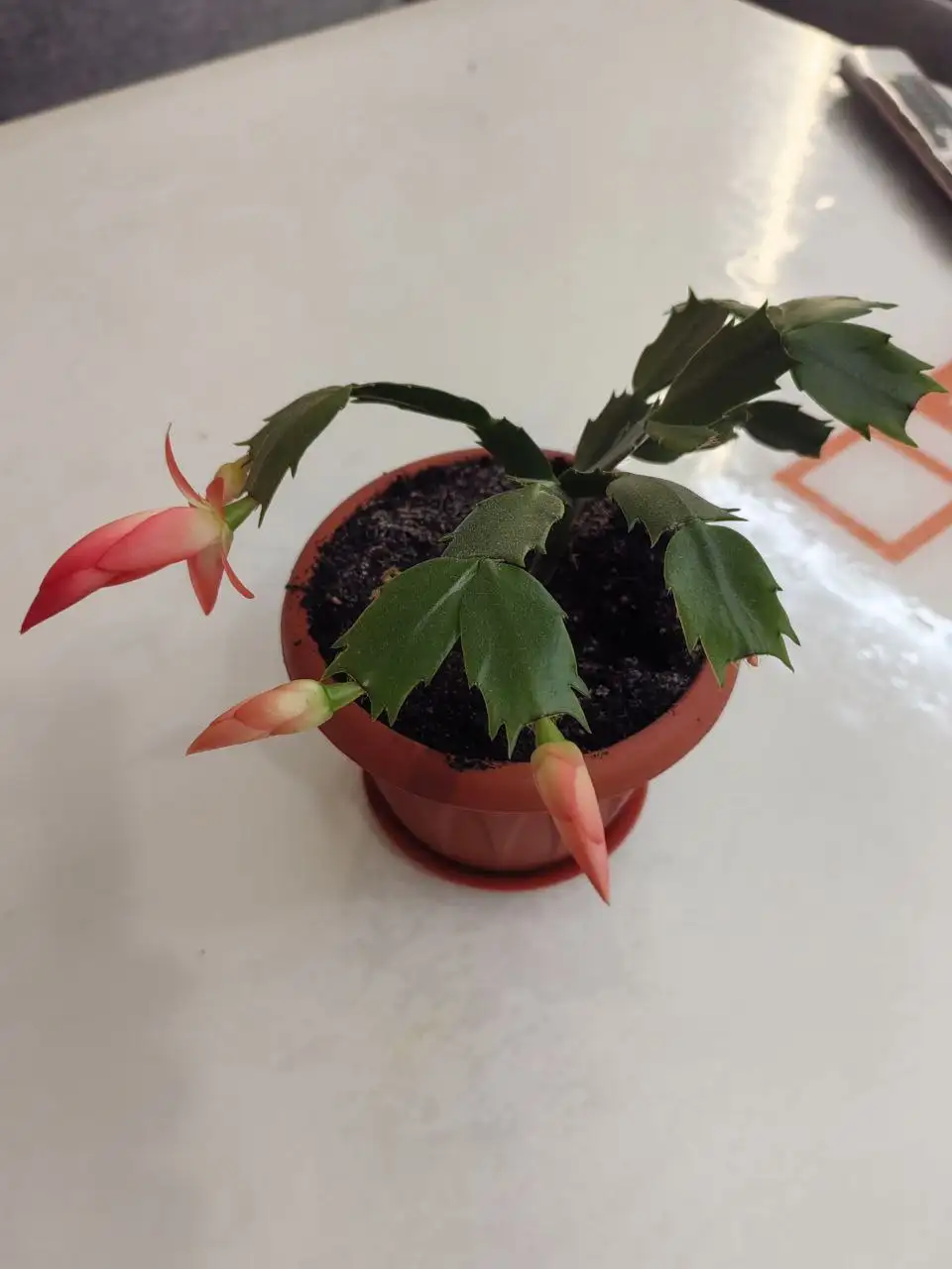 Продажа декабриста в горшке - Растения (Барахолка) в Неизвестно