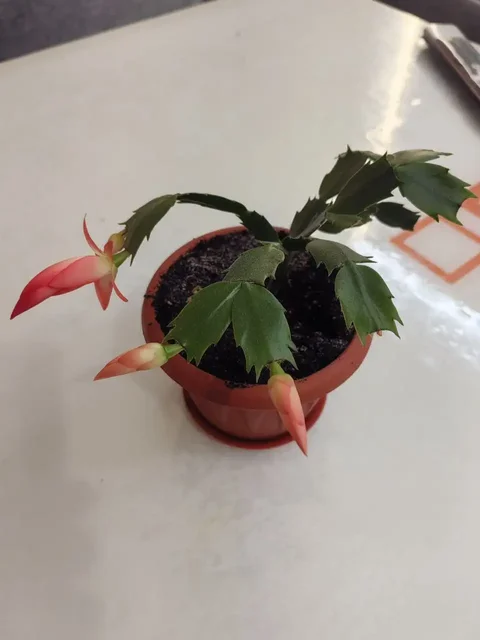 Продажа декабриста в горшке - Барахолка в Неизвестно