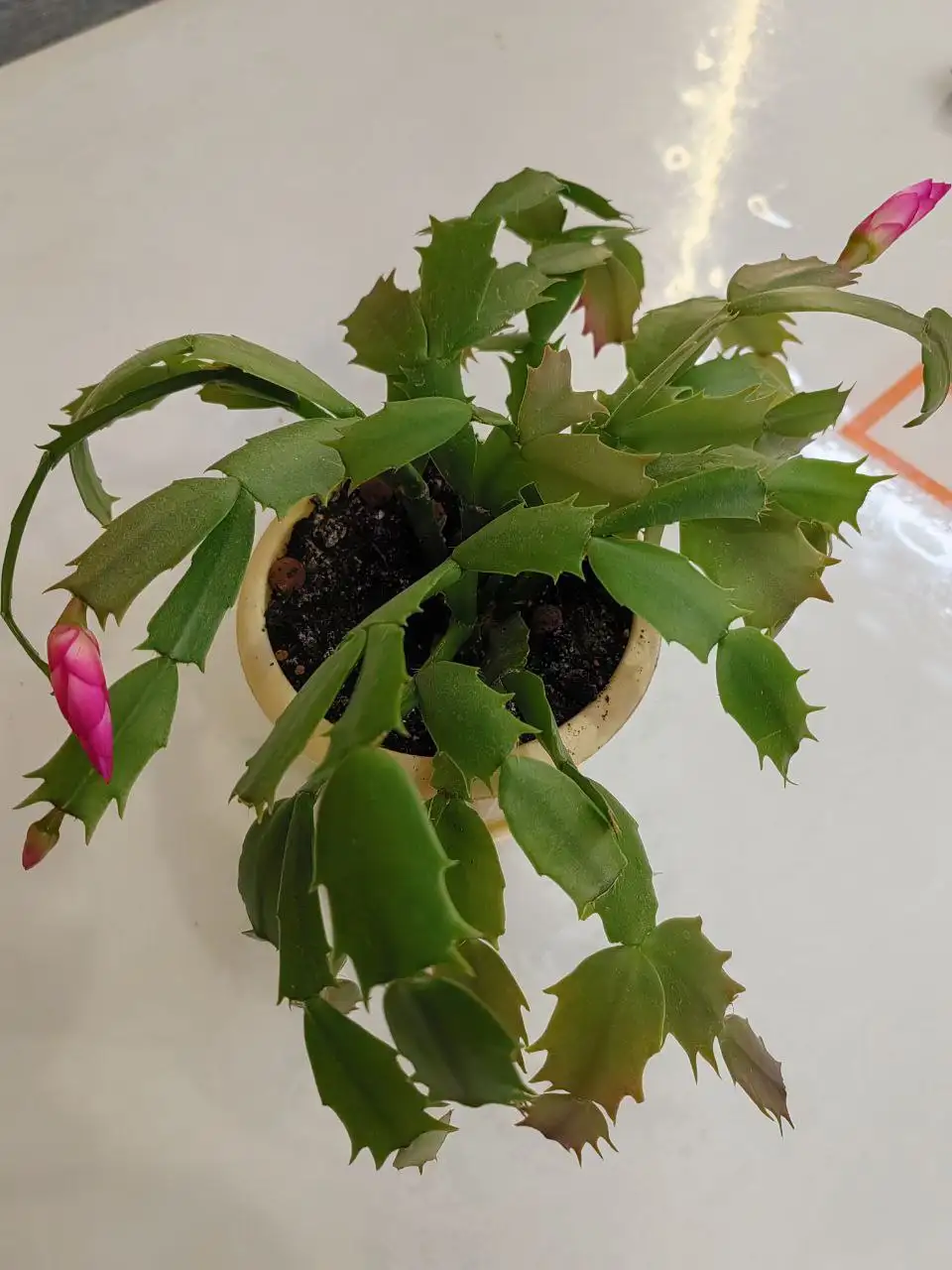 Продажа декабриста в горшке - Растения (Барахолка) в Неизвестно