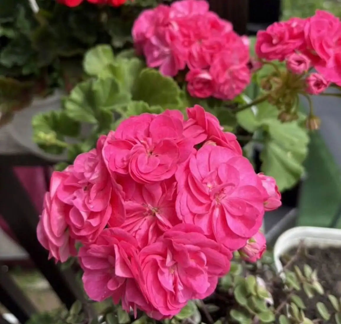 Черенки растений - Растения/Садоводство (Хобби и отдых) в Подольск