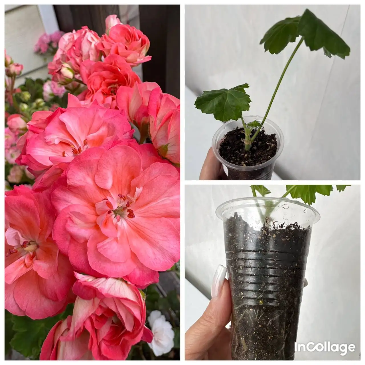 Черенки растений - Растения/Садоводство (Хобби и отдых) в Подольск