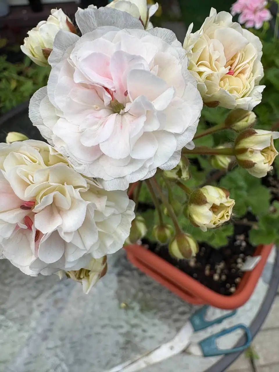 Черенки растений - Растения/Садоводство (Хобби и отдых) в Подольск