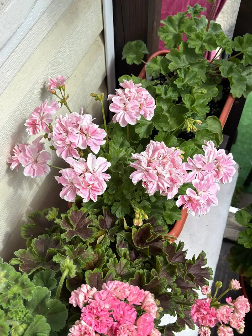 Черенки растений - Растения/Садоводство (Хобби и отдых) в Подольск