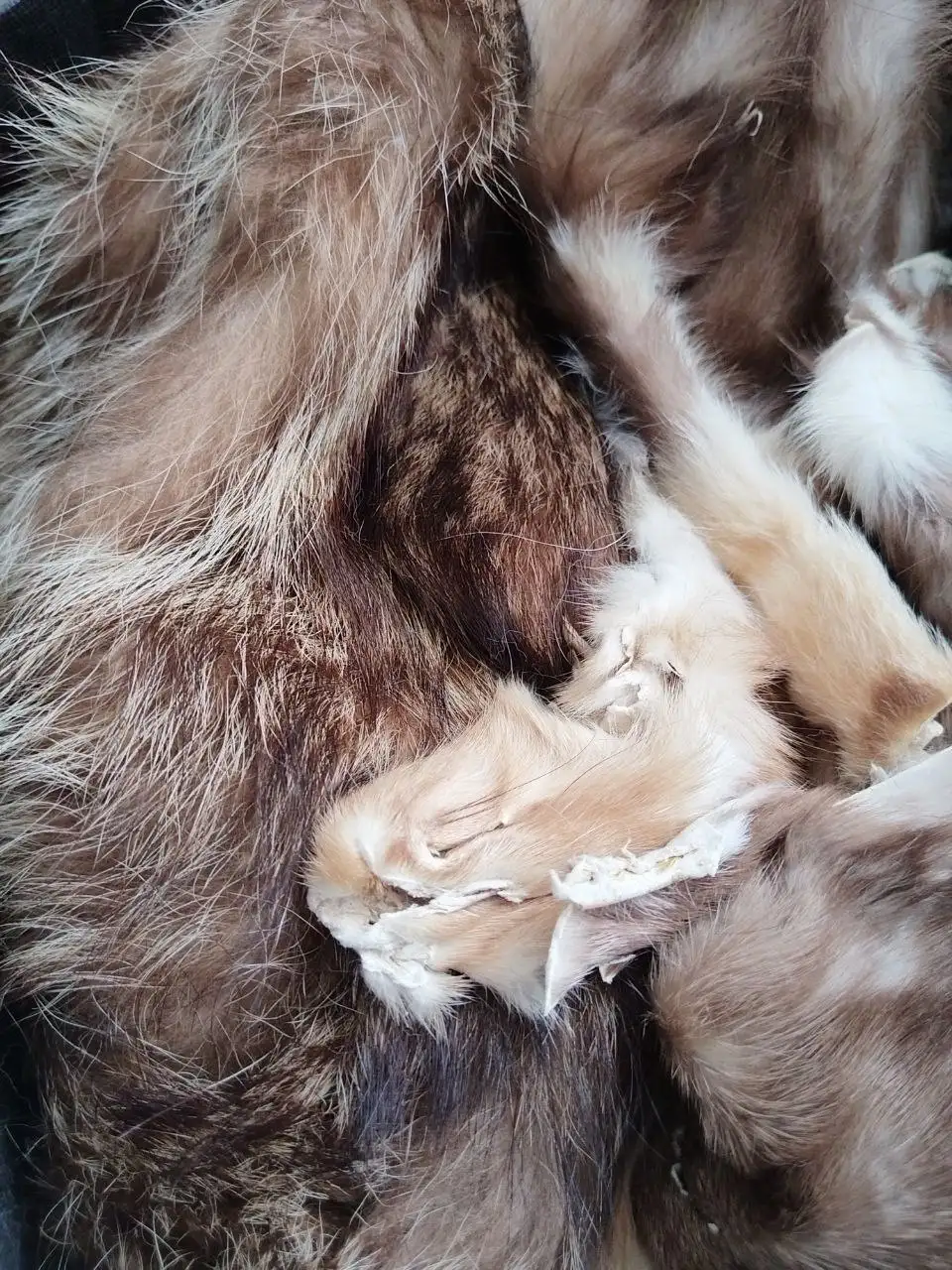 Продажа целых шкурок натурального меха - Мех, шкуры (Барахолка) в Митино