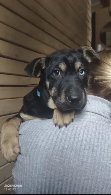 Щенки в добрые руки - частное объявление в Бутово