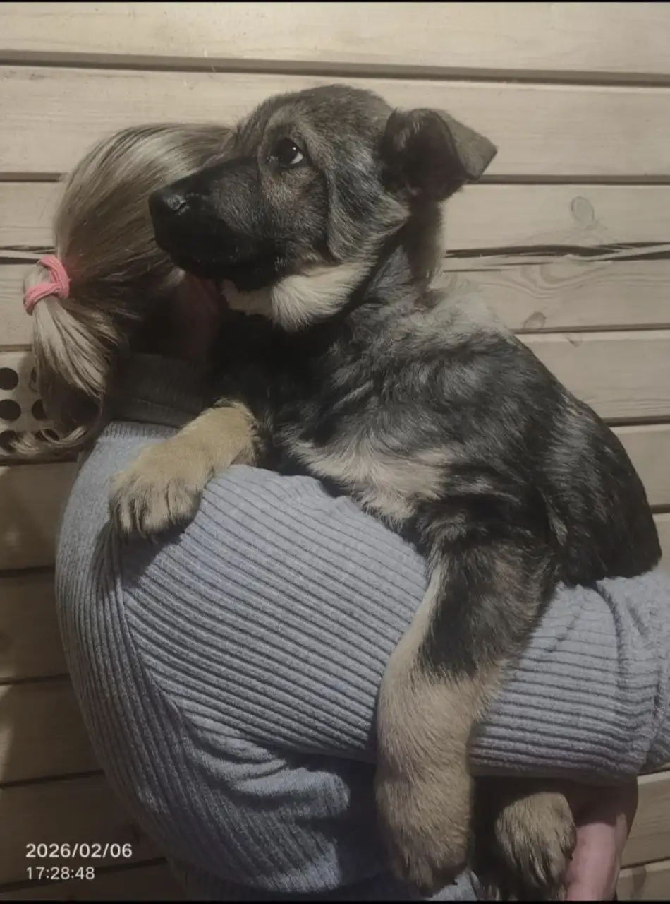 Щенки в добрые руки - Собаки (Животные) в Бутово